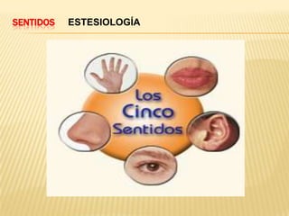 SENTIDOS   ESTESIOLOGÍA
 