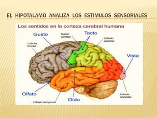 EL HIPOTALAMO ANALIZA LOS ESTIMULOS SENSORIALES
 