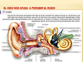 EL OIDO NOS AYUDA A PERSIBIR EL RUIDO
 