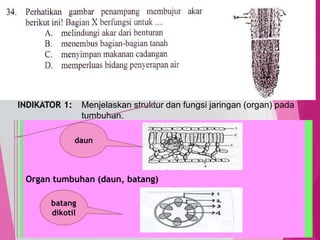 TedY
SKL 13: 3 INDIKATOR
SKL : Menjelaskan sistem organ dalam kehidupan tumbuhan
INDIKATOR 1: Menjelaskan struktur dan fungsi jaringan (organ) pada
tumbuhan.
35
C1 PENGETAHUAN/
C2 PEMAHAMAN
MENJELASKAN, menerangkan
menyimpulkan
Jaringan pada tumbuhan:
Meristem: sel aktif membelah, pada ujung batang, ujumg akar,
kambium
Permanen, meliputi:
j. epidermis (pelindung)
j. parenkim, meliputi palisade dan spon (fotosintesis)
j. pengangkut, meliputi:
Xilem : mengangkut air dan mineral dari akar ke daun
Ploem : mengangkut hasil fotosintesis dari daun ke
seluruh tubuh tumbuhan
j. penyokong
Organ tumbuhan (daun, batang)
daun
batang
dikotil
 