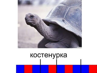 костенурка 