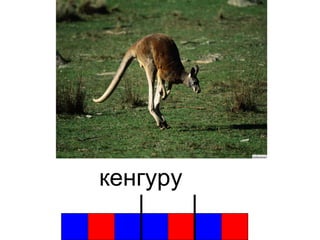 кенгуру 