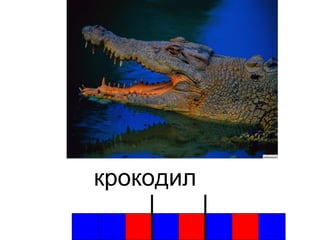крокодил 