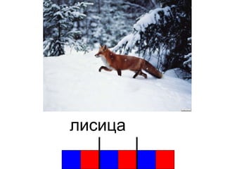 лисица 