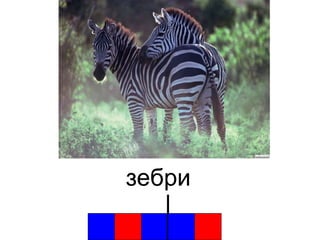 зебри 
