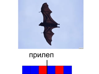 прилеп 