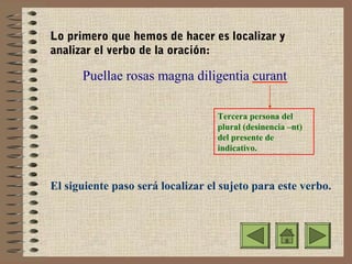 Lo primero que hemos de hacer es localizar y
analizar el verbo de la oración:

Puellae rosas magna diligentia curant
Tercera persona del
plural (desinencia –nt)
del presente de
indicativo.

El siguiente paso será localizar el sujeto para este verbo.

 