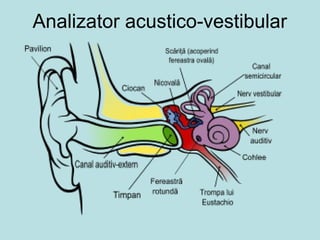 Analizator acustico-vestibular
 