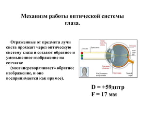 Отраженные от предмета лучи
света проходят через оптическую
систему глаза и создают обратное и
уменьшенное изображение на
сетчатке
(мозг«переворачивает» обратное
изображение, и оно
воспринимается как прямое).
D = +59дптр
F = 17 мм
 