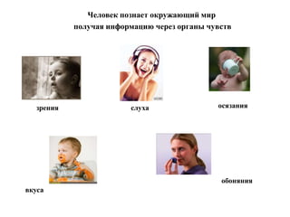 Человек познает окружающий мир
получая информацию через органы чувств
зрения слуха осязания
обоняния
вкуса
 