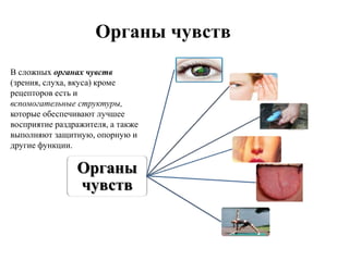 Органы
чувств
В сложных органах чувств
(зрения, слуха, вкуса) кроме
рецепторов есть и
вспомогательные структуры,
которые обеспечивают лучшее
восприятие раздражителя, а также
выполняют защитную, опорную и
другие функции.
 
