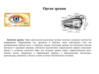 Значение зрения. Через зрительный анализатор человек получает основное количество
информации. Окружающие нас предметы и явления, наше собственное тело мы
воспринимаем прежде всего с помощью зрения. Благодаря зрению мы обучаемся многим
бытовым и трудовым навыкам, обучаемся выполнению определенных правил поведения.
Значит, в познании внешнего мира для человека зрение играет первостепенную роль.
Умение видеть прекрасное в окружающей природе, в произведениях скульптуры,
архитектуры, живописи, в балете, в кино отличает воспитанного человека.
 