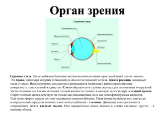 Строение глаза. Глаза снабжены большим числом вспомогательных приспособлений для их защиты.
Это брови, благодаря которым стекающий со лба пот не попадает в глаза. Веки и ресницы защищают
глаза от пыли. Веки постоянно смыкаются и размыкаются (моргание), равномерно смачивая
поверхность глаза слезной жидкостью. Слезы образуются в слезных железах, расположенных в наружной
части глазницы над глазом, излишки слезной жидкости стекают в носовую полость через слезный проток.
Секрет слезных желез действует не только как смазывающая, но и как дезинфицирующая жидкость.
Глаз имеет форму шара и поэтому называется глазным яблоком. Такая форма позволяет ему двигаться
в определенных пределах в полости костного углубления - глазнице. Движение глаза достигается
сокращением шести глазных мышц. Они прикреплены одним концом к стенке глазницы, другим – к
глазному яблоку.
 