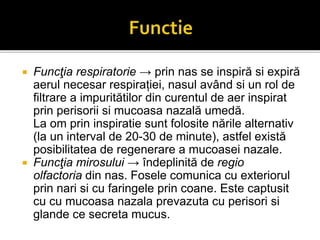  Funcţia respiratorie → prin nas se inspiră si expiră
aerul necesar respirației, nasul având si un rol de
filtrare a impuritătilor din curentul de aer inspirat
prin perisorii si mucoasa nazală umedă.
La om prin inspiratie sunt folosite nările alternativ
(la un interval de 20-30 de minute), astfel există
posibilitatea de regenerare a mucoasei nazale.
 Funcţia mirosului → îndeplinită de regio
olfactoria din nas. Fosele comunica cu exteriorul
prin nari si cu faringele prin coane. Este captusit
cu cu mucoasa nazala prevazuta cu perisori si
glande ce secreta mucus.
 