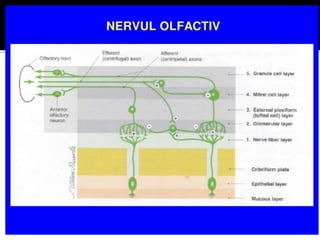 Analizatorul olfactiv .