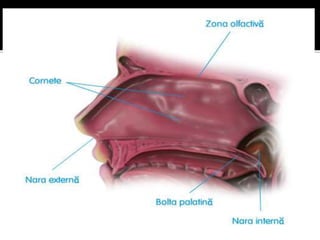 Analizatorul olfactiv .