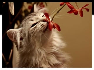 Analizatorul olfactiv .