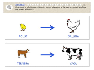 POLLO GALLINA
TERNERA VACA
ANALOGÍAS:
Observando la relación que existe entre las dos palabras de la fila superior, deducir la palabra
que falta en la fila inferior.
 
