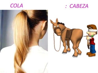COLA : CABEZA
 