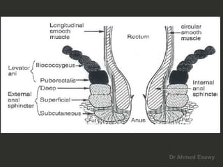 Anal perianal imaging part 1 CT MRI anatomy Dr Ahmed Esawy PDF