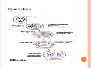  Figure B. Mitosis
 