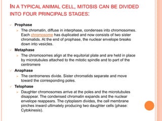 IN A TYPICAL ANIMAL CELL, MITOSIS CAN BE DIVIDED
INTO FOUR PRINCIPALS STAGES:
 Prophase
 The chromatin, diffuse in interphase, condenses into chromosomes.
Each chromosome has duplicated and now consists of two sister
chromatids. At the end of prophase, the nuclear envelope breaks
down into vesicles.
 Metaphase
 The chromosomes align at the equitorial plate and are held in place
by microtubules attached to the mitotic spindle and to part of the
centromere
 Anaphase
 The centromeres divide. Sister chromatids separate and move
toward the corresponding poles.
 Telophase
 Daughter chromosomes arrive at the poles and the microtubules
disappear. The condensed chromatin expands and the nuclear
envelope reappears. The cytoplasm divides, the cell membrane
pinches inward ultimately producing two daughter cells (phase:
Cytokinesis).
 