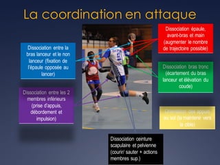 La coordination en attaque
Dissociation ceinture
scapulaire et pelvienne
(courir/ sauter + actions
membres sup.)
Dissociation entre les 2
membres inférieurs
(prise d’appuis,
débordement et
impulsion)
Orientation des appuis
au sol (la maintenir vers
la cible)
Dissociation entre la
bras lanceur et le non
lanceur (fixation de
l’épaule opposée au
lancer)
Dissociation bras tronc
(écartement du bras
lanceur et élévation du
coude)
Dissociation épaule,
avant-bras et main
(augmenter le nombre
de trajectoire possible)
 