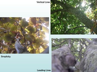 Vertical Lines Leading Lines Simplicity