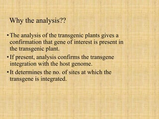 analysis of transgenic plants | PPTX