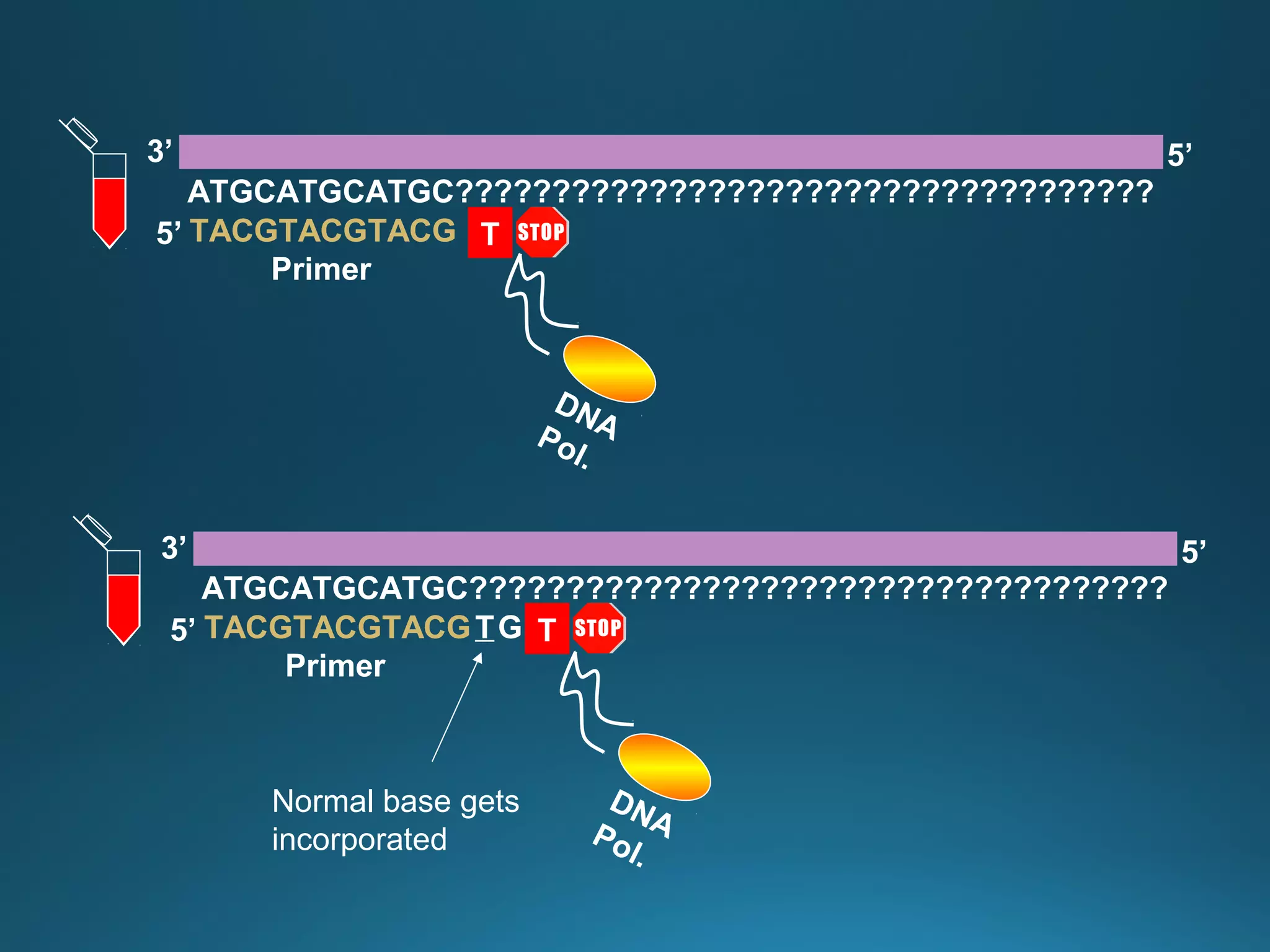 TACGTACGTACG
ATGCATGCATGC????????????????????????????????????
3’ 5’
5’
Primer
DNAPol.
T
TACGTACGTACG G
ATGCATGCATGC????????????????????????????????????
3’ 5’
5’
Primer
T
DNAPol.
T
Normal base gets
incorporated
 