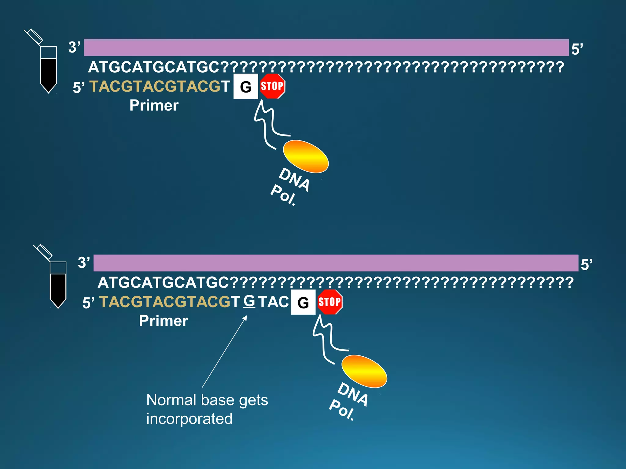 TACGTACGTACGT
ATGCATGCATGC????????????????????????????????????
3’ 5’
5’
Primer
DNAPol.
G
TACGTACGTACGT TAC
ATGCATGCATGC????????????????????????????????????
3’ 5’
5’
Primer
G
DNAPol.
G
Normal base gets
incorporated
 