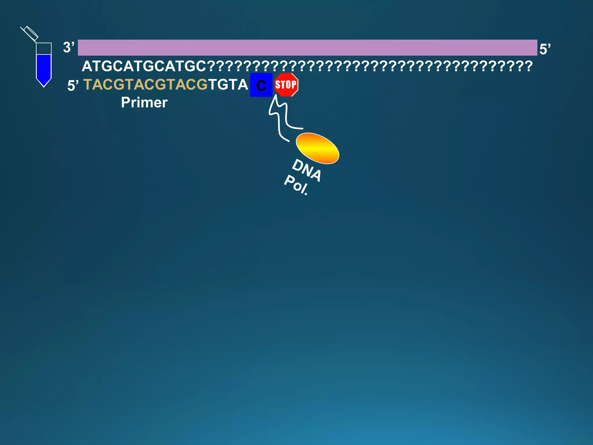 TACGTACGTACGTGTA
ATGCATGCATGC????????????????????????????????????
3’ 5’
5’
Primer
DNAPol.
C
 