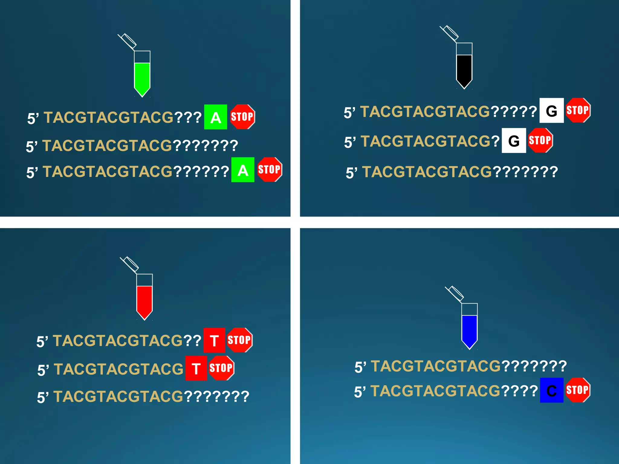 ATACGTACGTACG???5’
TACGTACGTACG??????5’ A
TACGTACGTACG???????5’
TACGTACGTACG?????5’ G
GTACGTACGTACG?5’
TACGTACGTACG???????5’
CTACGTACGTACG????5’
TACGTACGTACG???????5’
TACGTACGTACG??5’ T
TTACGTACGTACG5’
TACGTACGTACG???????5’
 