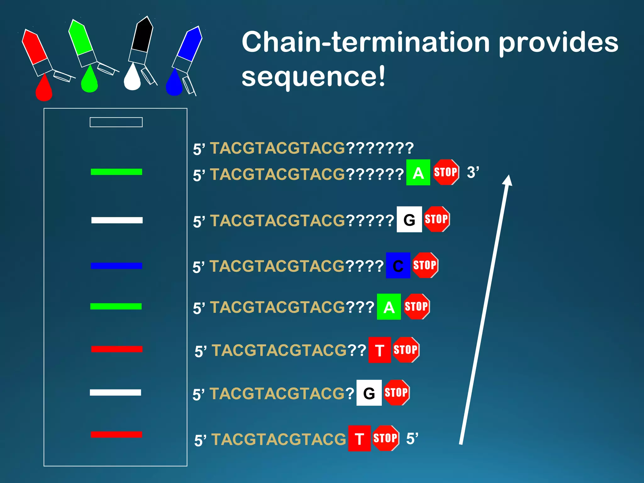 ATACGTACGTACG???5’
TACGTACGTACG??????5’ A
TACGTACGTACG?????5’ G
GTACGTACGTACG?5’
TACGTACGTACG??5’ T
TTACGTACGTACG5’
CTACGTACGTACG????5’
TACGTACGTACG???????5’
5’
3’
Chain-termination provides
sequence!
 