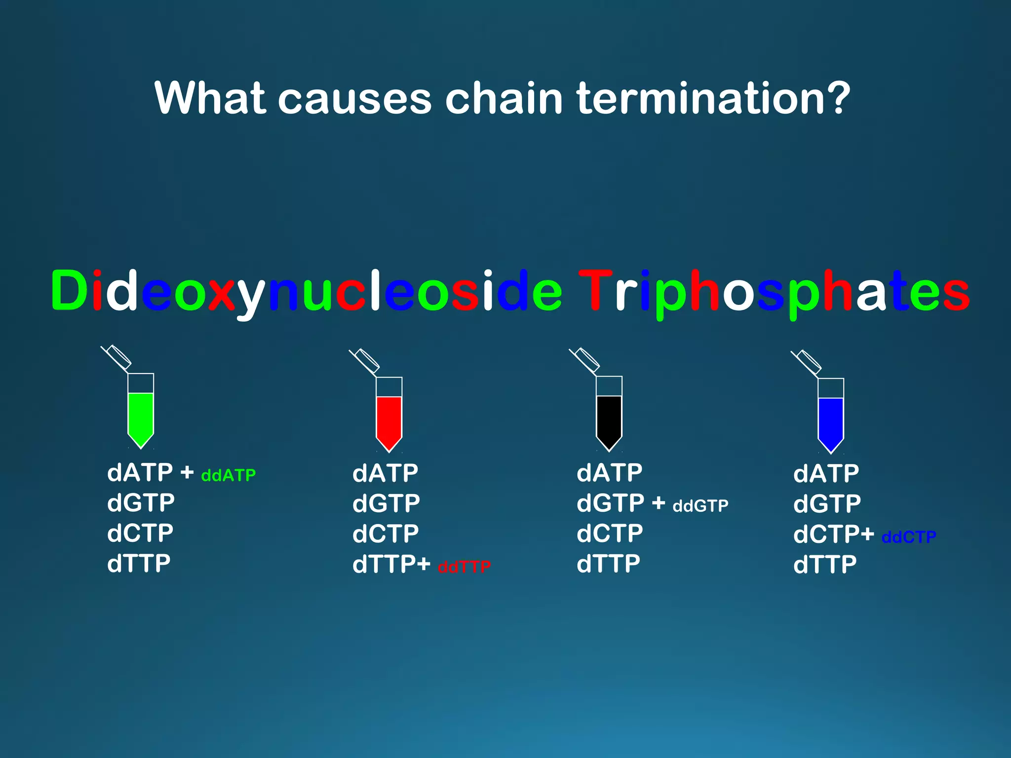 dATP
dGTP
dCTP
dTTP+ ddTTP
dATP
dGTP
dCTP+ ddCTP
dTTP
dATP
dGTP + ddGTP
dCTP
dTTP
dATP + ddATP
dGTP
dCTP
dTTP
What causes chain termination?
Dideoxynucleoside Triphosphates
 