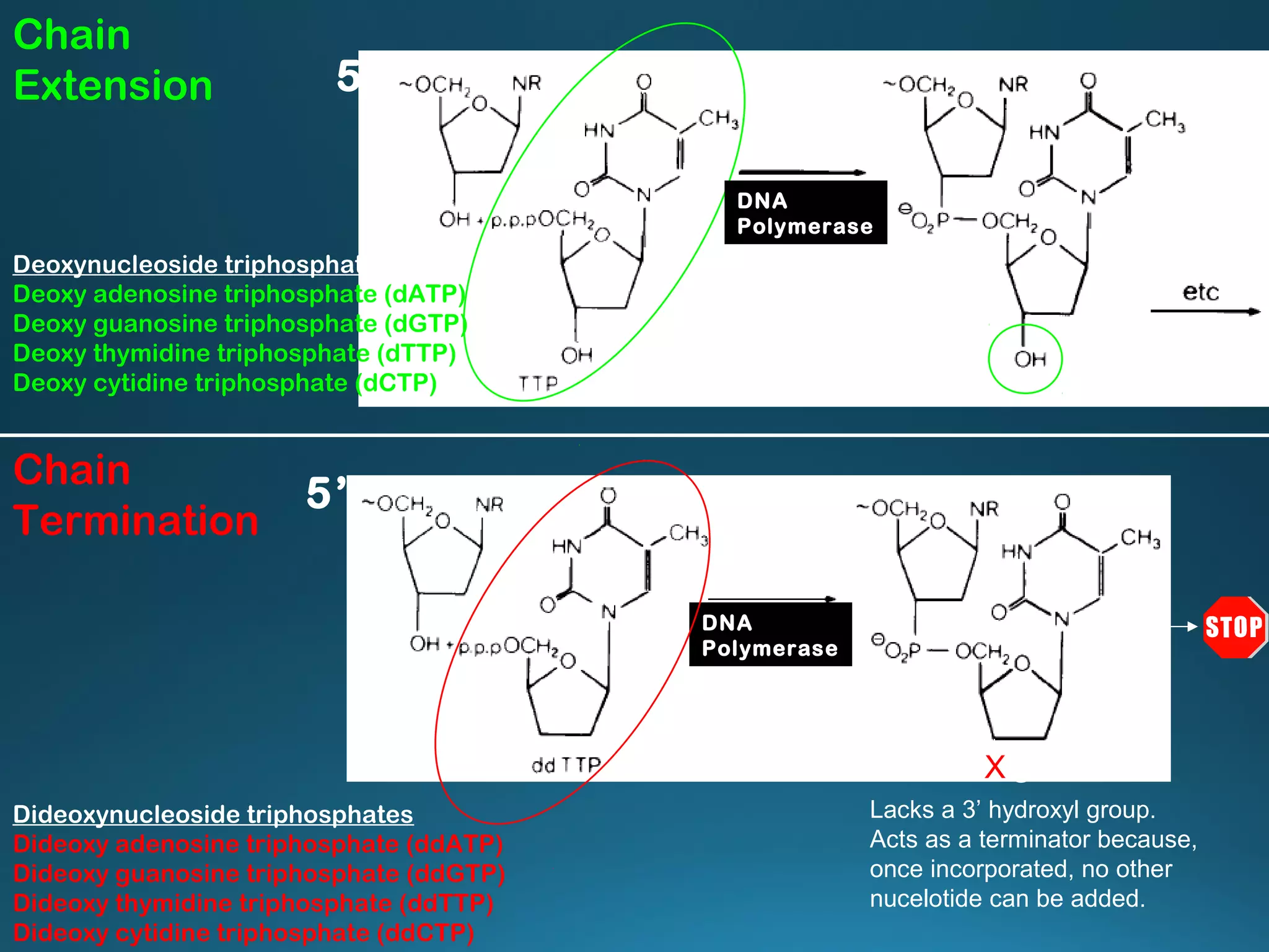 Deoxynucleoside triphosphates
Deoxy adenosine triphosphate (dATP)
Deoxy guanosine triphosphate (dGTP)
Deoxy thymidine triphosphate (dTTP)
Deoxy cytidine triphosphate (dCTP)
Chain
Termination
3’
5’
DNA
Polymerase
Lacks a 3’ hydroxyl group.
Acts as a terminator because,
once incorporated, no other
nucelotide can be added.
X3’
5’
DNA
Polymerase
Dideoxynucleoside triphosphates
Dideoxy adenosine triphosphate (ddATP)
Dideoxy guanosine triphosphate (ddGTP)
Dideoxy thymidine triphosphate (ddTTP)
Dideoxy cytidine triphosphate (ddCTP)
Chain
Extension
 