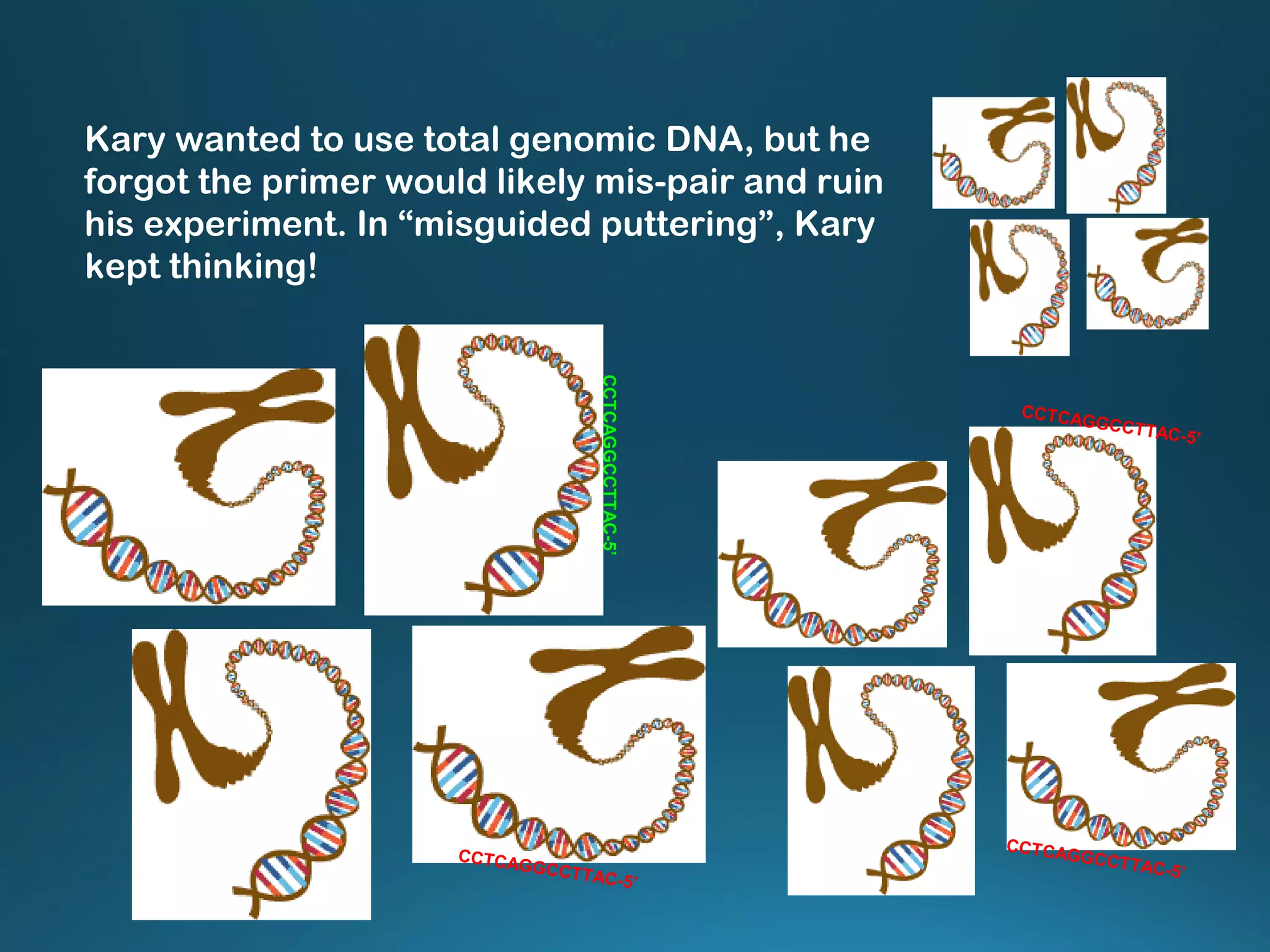 Kary wanted to use total genomic DNA, but he
forgot the primer would likely mis-pair and ruin
his experiment. In “misguided puttering”, Kary
kept thinking!
CCTCAGGCCTTAC-5’
CCTCAGGCCTTAC-5’
CCTCAGGCCTTAC-5’
CCTCAGGCCTTAC-5’
 