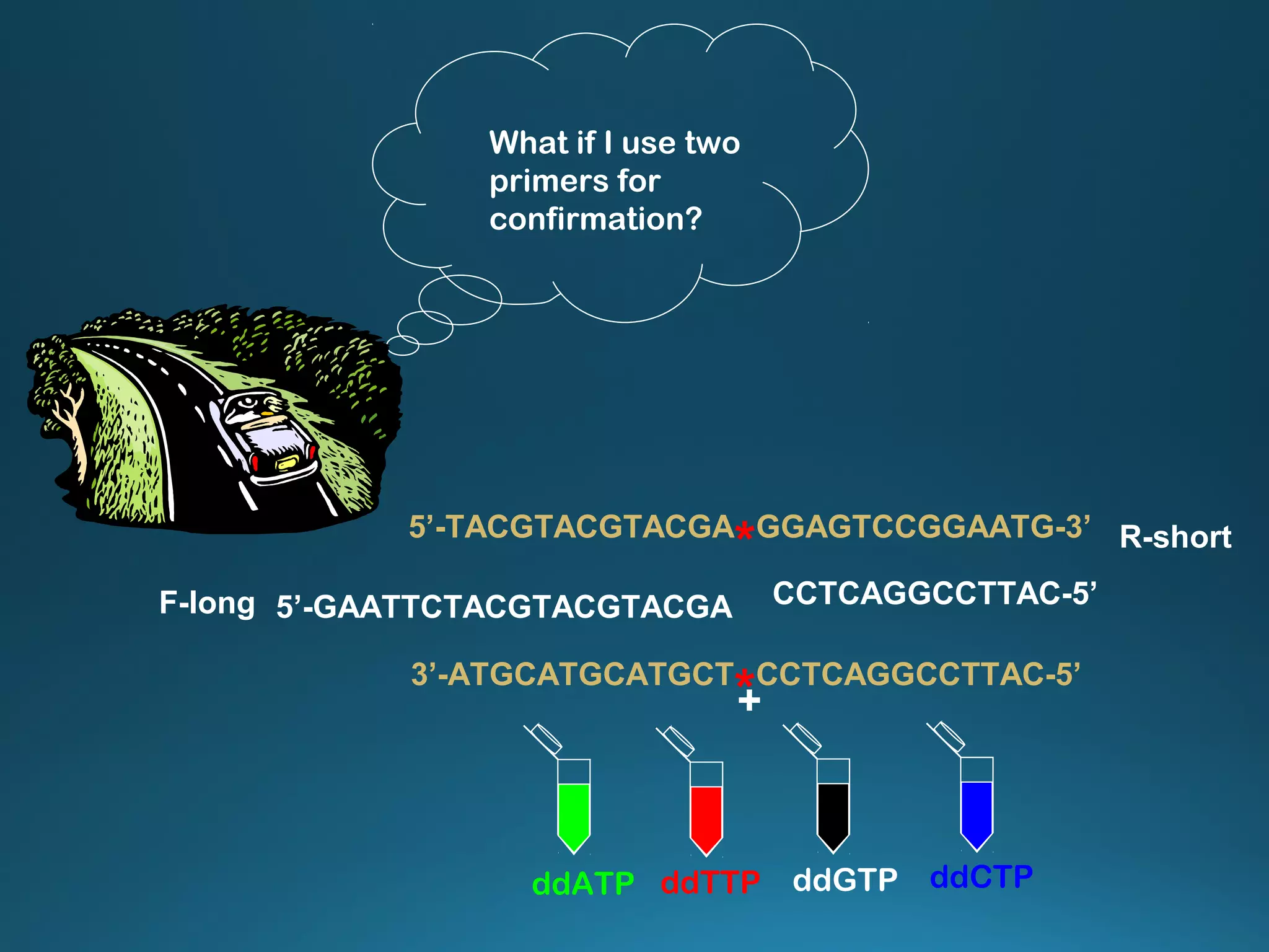 What if I use two
primers for
confirmation?
+
ddTTP ddCTPddGTPddATP
3’-ATGCATGCATGCT
*CCTCAGGCCTTAC-5’
5’-GAATTCTACGTACGTACGAF-long
5’-TACGTACGTACGA
*GGAGTCCGGAATG-3’
CCTCAGGCCTTAC-5’
R-short
 