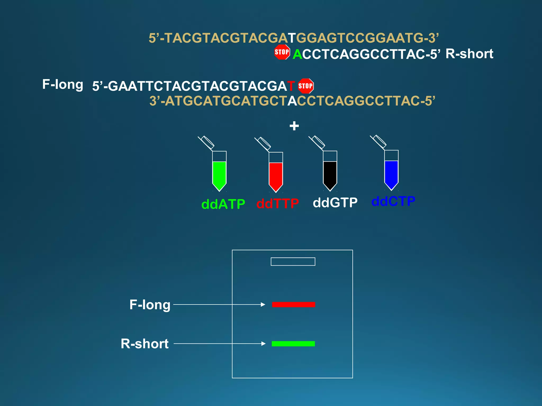 +
ddTTP ddCTPddGTPddATP
3’-ATGCATGCATGCTACCTCAGGCCTTAC-5’
5’-GAATTCTACGTACGTACGATF-long
5’-TACGTACGTACGATGGAGTCCGGAATG-3’
ACCTCAGGCCTTAC-5’ R-short
F-long
R-short
 