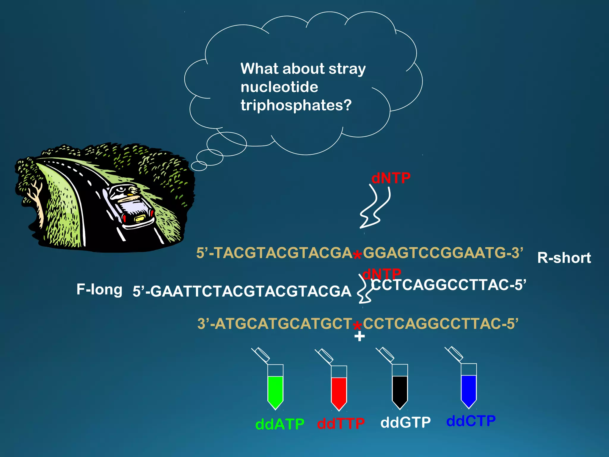 What about stray
nucleotide
triphosphates?
+
ddTTP ddCTPddGTPddATP
3’-ATGCATGCATGCT
*CCTCAGGCCTTAC-5’
5’-GAATTCTACGTACGTACGAF-long
5’-TACGTACGTACGA
*GGAGTCCGGAATG-3’
CCTCAGGCCTTAC-5’
R-short
dNTP
dNTP
 