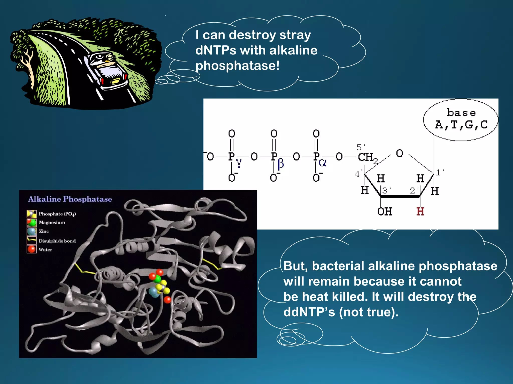 I can destroy stray
dNTPs with alkaline
phosphatase!
But, bacterial alkaline phosphatase
will remain because it cannot
be heat killed. It will destroy the
ddNTP’s (not true).
 