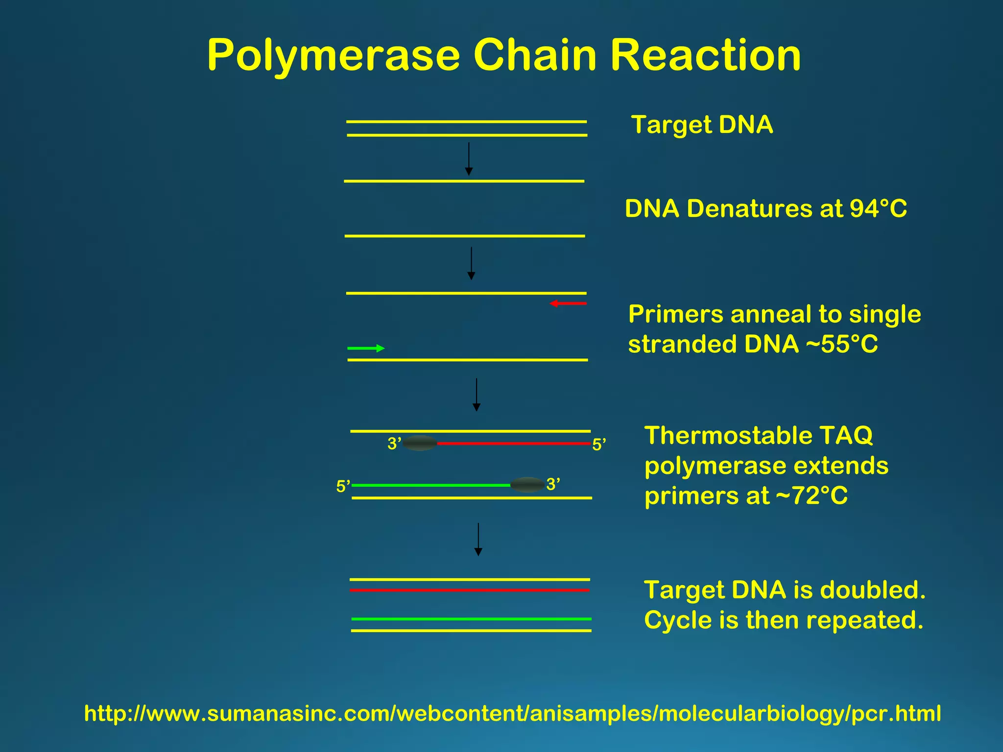 http://www.sumanasinc.com/webcontent/anisamples/molecularbiology/pcr.html
Polymerase Chain Reaction
DNA Denatures at 94°C
Primers anneal to single
stranded DNA ~55°C
Thermostable TAQ
polymerase extends
primers at ~72°C
5’3’
5’ 3’
Target DNA is doubled.
Cycle is then repeated.
Target DNA
 