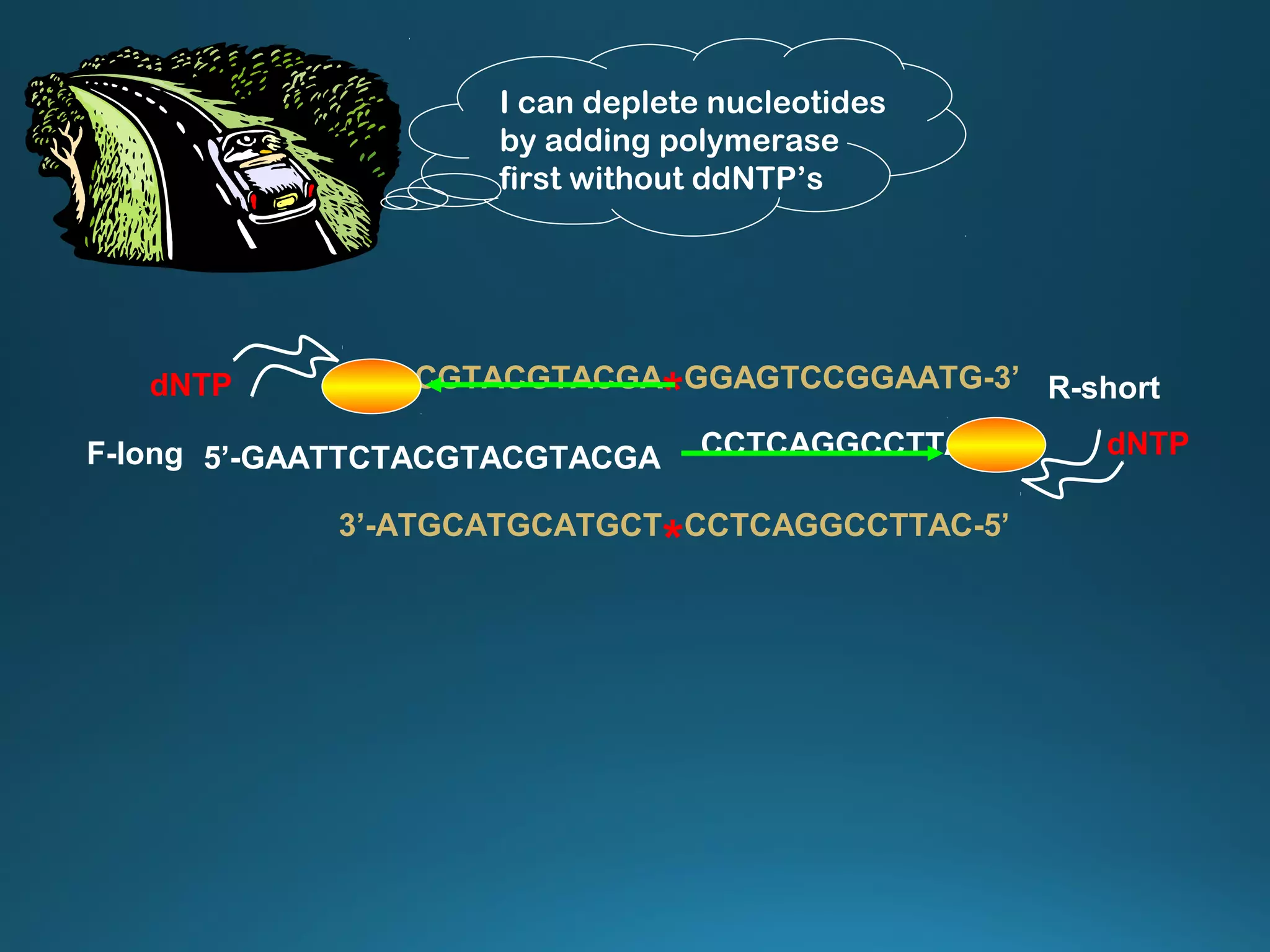 I can deplete nucleotides
by adding polymerase
first without ddNTP’s
3’-ATGCATGCATGCT
*CCTCAGGCCTTAC-5’
5’-GAATTCTACGTACGTACGAF-long
5’-TACGTACGTACGA
*GGAGTCCGGAATG-3’
CCTCAGGCCTTAC-5’
R-short
dNTP
dNTP
 