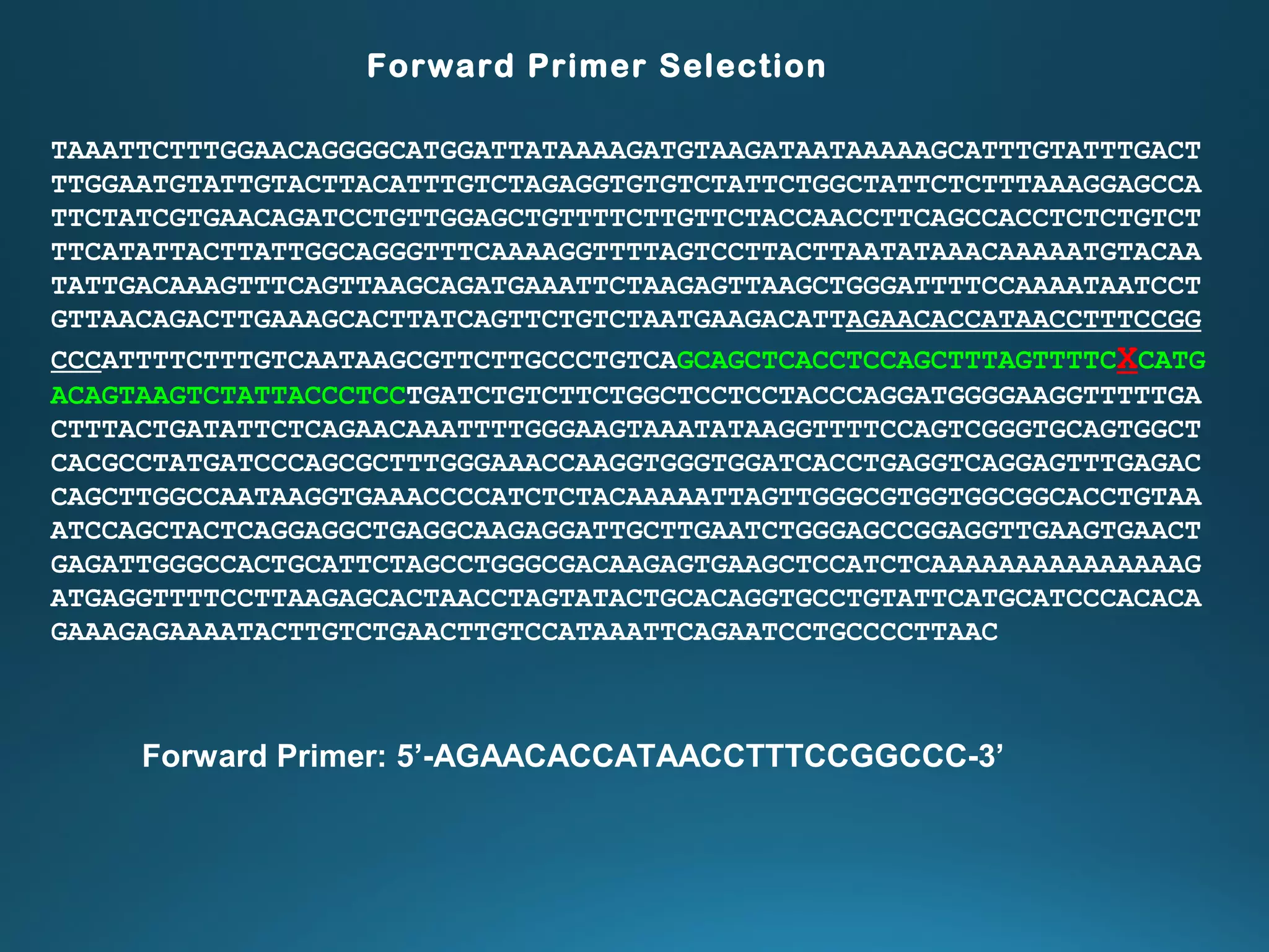 Forward Primer Selection
TAAATTCTTTGGAACAGGGGCATGGATTATAAAAGATGTAAGATAATAAAAAGCATTTGTATTTGACT
TTGGAATGTATTGTACTTACATTTGTCTAGAGGTGTGTCTATTCTGGCTATTCTCTTTAAAGGAGCCA
TTCTATCGTGAACAGATCCTGTTGGAGCTGTTTTCTTGTTCTACCAACCTTCAGCCACCTCTCTGTCT
TTCATATTACTTATTGGCAGGGTTTCAAAAGGTTTTAGTCCTTACTTAATATAAACAAAAATGTACAA
TATTGACAAAGTTTCAGTTAAGCAGATGAAATTCTAAGAGTTAAGCTGGGATTTTCCAAAATAATCCT
GTTAACAGACTTGAAAGCACTTATCAGTTCTGTCTAATGAAGACATTAGAACACCATAACCTTTCCGG
CCCATTTTCTTTGTCAATAAGCGTTCTTGCCCTGTCAGCAGCTCACCTCCAGCTTTAGTTTTCXCATG
ACAGTAAGTCTATTACCCTCCTGATCTGTCTTCTGGCTCCTCCTACCCAGGATGGGGAAGGTTTTTGA
CTTTACTGATATTCTCAGAACAAATTTTGGGAAGTAAATATAAGGTTTTCCAGTCGGGTGCAGTGGCT
CACGCCTATGATCCCAGCGCTTTGGGAAACCAAGGTGGGTGGATCACCTGAGGTCAGGAGTTTGAGAC
CAGCTTGGCCAATAAGGTGAAACCCCATCTCTACAAAAATTAGTTGGGCGTGGTGGCGGCACCTGTAA
ATCCAGCTACTCAGGAGGCTGAGGCAAGAGGATTGCTTGAATCTGGGAGCCGGAGGTTGAAGTGAACT
GAGATTGGGCCACTGCATTCTAGCCTGGGCGACAAGAGTGAAGCTCCATCTCAAAAAAAAAAAAAAAG
ATGAGGTTTTCCTTAAGAGCACTAACCTAGTATACTGCACAGGTGCCTGTATTCATGCATCCCACACA
GAAAGAGAAAATACTTGTCTGAACTTGTCCATAAATTCAGAATCCTGCCCCTTAAC
Forward Primer: 5’-AGAACACCATAACCTTTCCGGCCC-3’
 