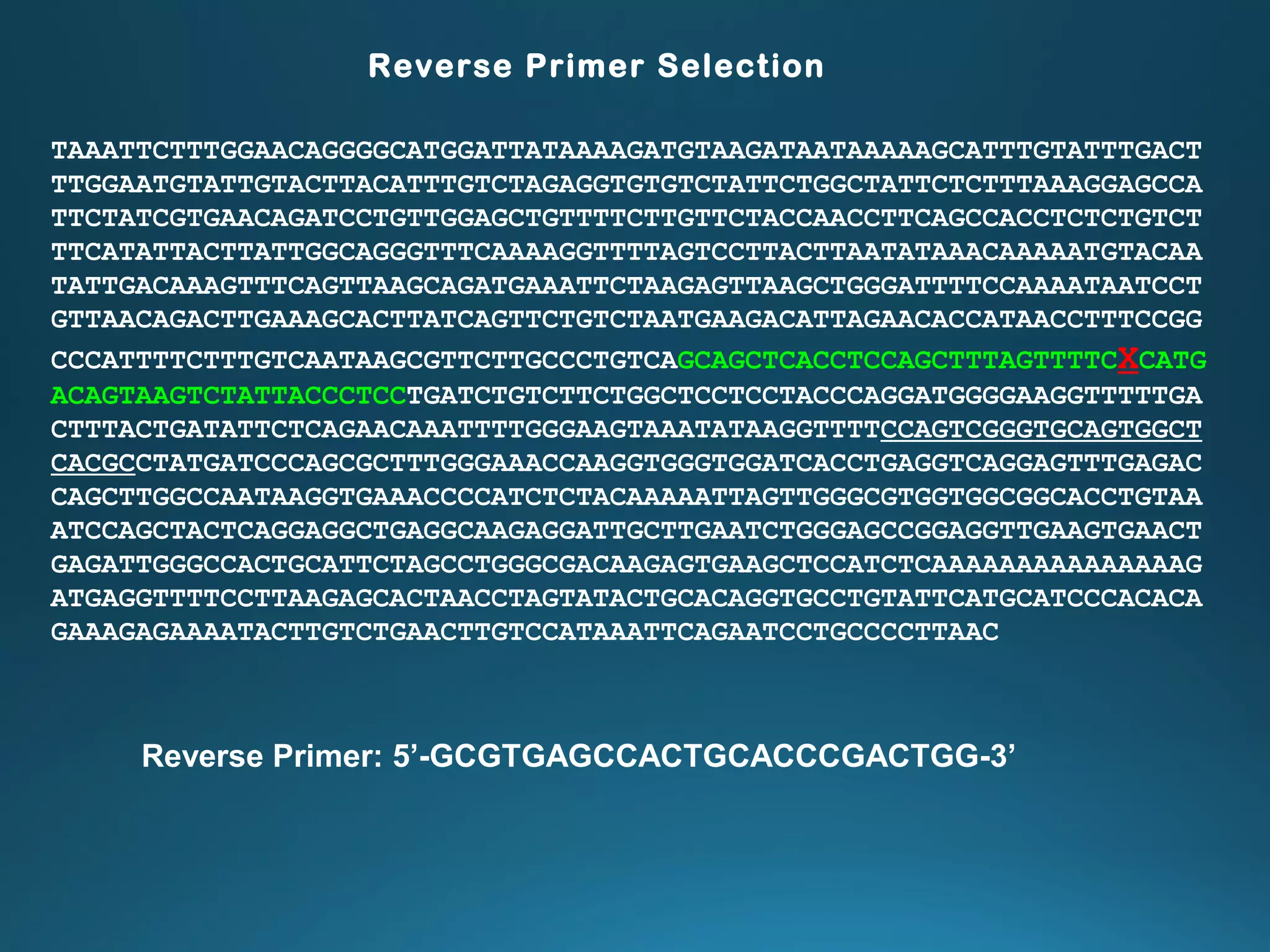 TAAATTCTTTGGAACAGGGGCATGGATTATAAAAGATGTAAGATAATAAAAAGCATTTGTATTTGACT
TTGGAATGTATTGTACTTACATTTGTCTAGAGGTGTGTCTATTCTGGCTATTCTCTTTAAAGGAGCCA
TTCTATCGTGAACAGATCCTGTTGGAGCTGTTTTCTTGTTCTACCAACCTTCAGCCACCTCTCTGTCT
TTCATATTACTTATTGGCAGGGTTTCAAAAGGTTTTAGTCCTTACTTAATATAAACAAAAATGTACAA
TATTGACAAAGTTTCAGTTAAGCAGATGAAATTCTAAGAGTTAAGCTGGGATTTTCCAAAATAATCCT
GTTAACAGACTTGAAAGCACTTATCAGTTCTGTCTAATGAAGACATTAGAACACCATAACCTTTCCGG
CCCATTTTCTTTGTCAATAAGCGTTCTTGCCCTGTCAGCAGCTCACCTCCAGCTTTAGTTTTCXCATG
ACAGTAAGTCTATTACCCTCCTGATCTGTCTTCTGGCTCCTCCTACCCAGGATGGGGAAGGTTTTTGA
CTTTACTGATATTCTCAGAACAAATTTTGGGAAGTAAATATAAGGTTTTCCAGTCGGGTGCAGTGGCT
CACGCCTATGATCCCAGCGCTTTGGGAAACCAAGGTGGGTGGATCACCTGAGGTCAGGAGTTTGAGAC
CAGCTTGGCCAATAAGGTGAAACCCCATCTCTACAAAAATTAGTTGGGCGTGGTGGCGGCACCTGTAA
ATCCAGCTACTCAGGAGGCTGAGGCAAGAGGATTGCTTGAATCTGGGAGCCGGAGGTTGAAGTGAACT
GAGATTGGGCCACTGCATTCTAGCCTGGGCGACAAGAGTGAAGCTCCATCTCAAAAAAAAAAAAAAAG
ATGAGGTTTTCCTTAAGAGCACTAACCTAGTATACTGCACAGGTGCCTGTATTCATGCATCCCACACA
GAAAGAGAAAATACTTGTCTGAACTTGTCCATAAATTCAGAATCCTGCCCCTTAAC
Reverse Primer Selection
Reverse Primer: 5’-GCGTGAGCCACTGCACCCGACTGG-3’
 