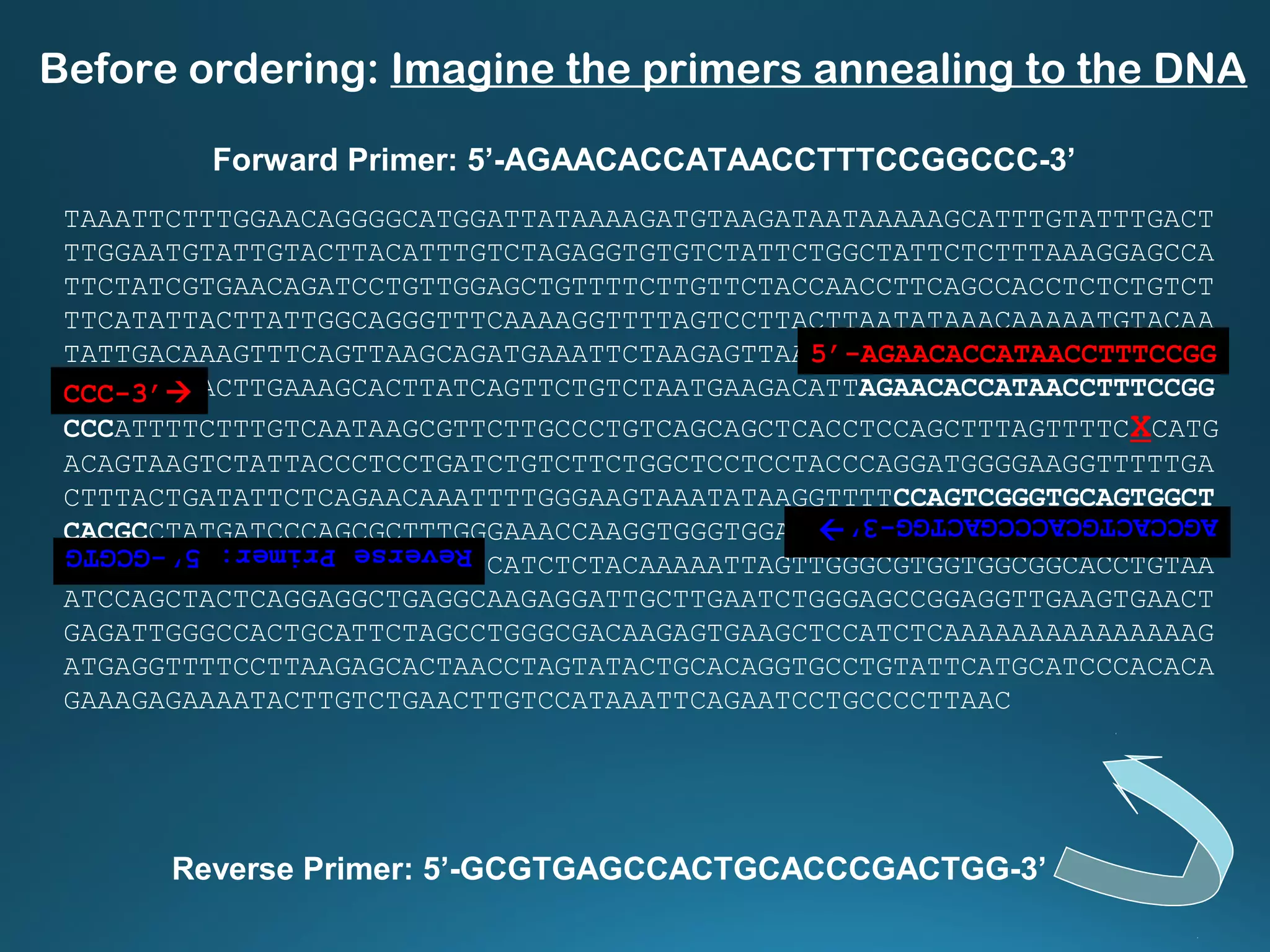 TAAATTCTTTGGAACAGGGGCATGGATTATAAAAGATGTAAGATAATAAAAAGCATTTGTATTTGACT
TTGGAATGTATTGTACTTACATTTGTCTAGAGGTGTGTCTATTCTGGCTATTCTCTTTAAAGGAGCCA
TTCTATCGTGAACAGATCCTGTTGGAGCTGTTTTCTTGTTCTACCAACCTTCAGCCACCTCTCTGTCT
TTCATATTACTTATTGGCAGGGTTTCAAAAGGTTTTAGTCCTTACTTAATATAAACAAAAATGTACAA
TATTGACAAAGTTTCAGTTAAGCAGATGAAATTCTAAGAGTTAAGCTGGGATTTTCCAAAATAATCCT
GTTAACAGACTTGAAAGCACTTATCAGTTCTGTCTAATGAAGACATTAGAACACCATAACCTTTCCGG
CCCATTTTCTTTGTCAATAAGCGTTCTTGCCCTGTCAGCAGCTCACCTCCAGCTTTAGTTTTCXCATG
ACAGTAAGTCTATTACCCTCCTGATCTGTCTTCTGGCTCCTCCTACCCAGGATGGGGAAGGTTTTTGA
CTTTACTGATATTCTCAGAACAAATTTTGGGAAGTAAATATAAGGTTTTCCAGTCGGGTGCAGTGGCT
CACGCCTATGATCCCAGCGCTTTGGGAAACCAAGGTGGGTGGATCACCTGAGGTCAGGAGTTTGAGAC
CAGCTTGGCCAATAAGGTGAAACCCCATCTCTACAAAAATTAGTTGGGCGTGGTGGCGGCACCTGTAA
ATCCAGCTACTCAGGAGGCTGAGGCAAGAGGATTGCTTGAATCTGGGAGCCGGAGGTTGAAGTGAACT
GAGATTGGGCCACTGCATTCTAGCCTGGGCGACAAGAGTGAAGCTCCATCTCAAAAAAAAAAAAAAAG
ATGAGGTTTTCCTTAAGAGCACTAACCTAGTATACTGCACAGGTGCCTGTATTCATGCATCCCACACA
GAAAGAGAAAATACTTGTCTGAACTTGTCCATAAATTCAGAATCCTGCCCCTTAAC
5’-AGAACACCATAACCTTTCCGG
CCC-3’
Forward Primer: 5’-AGAACACCATAACCTTTCCGGCCC-3’
Before ordering: Imagine the primers annealing to the DNA
Reverse Primer: 5’-GCGTGAGCCACTGCACCCGACTGG-3’
AGCCACTGCACCCGACTGG-3’
ReversePrimer:5’-GCGTG
 