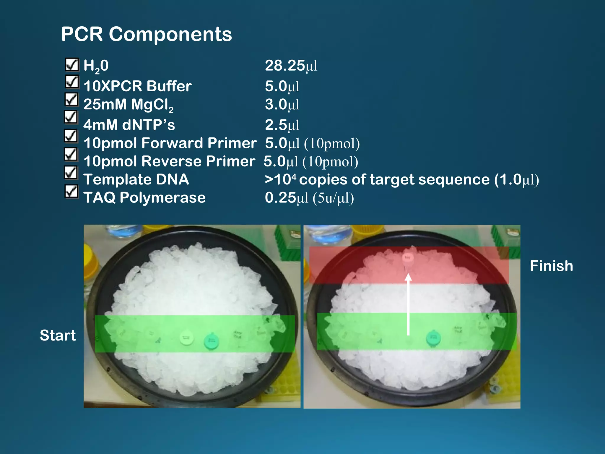 Start
Finish
H20 28.25μl
10XPCR Buffer 5.0μl
25mM MgCl2 3.0μl
4mM dNTP’s 2.5μl
10pmol Forward Primer 5.0μl (10pmol)
10pmol Reverse Primer 5.0μl (10pmol)
Template DNA >104
copies of target sequence (1.0μl)
TAQ Polymerase 0.25μl (5u/μl)
PCR Components
 