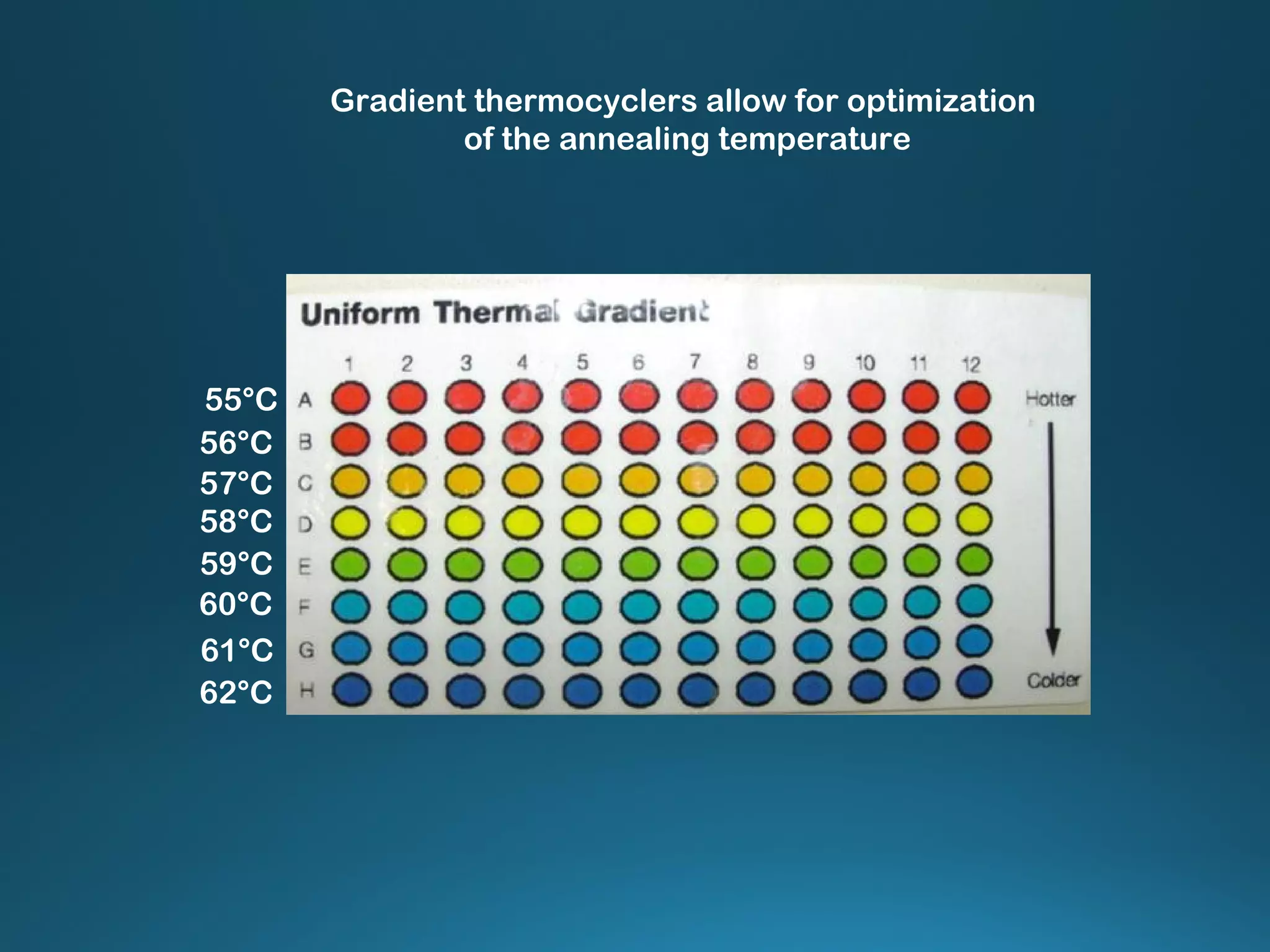55°C
62°C
61°C
60°C
59°C
58°C
57°C
56°C
Gradient thermocyclers allow for optimization
of the annealing temperature
 