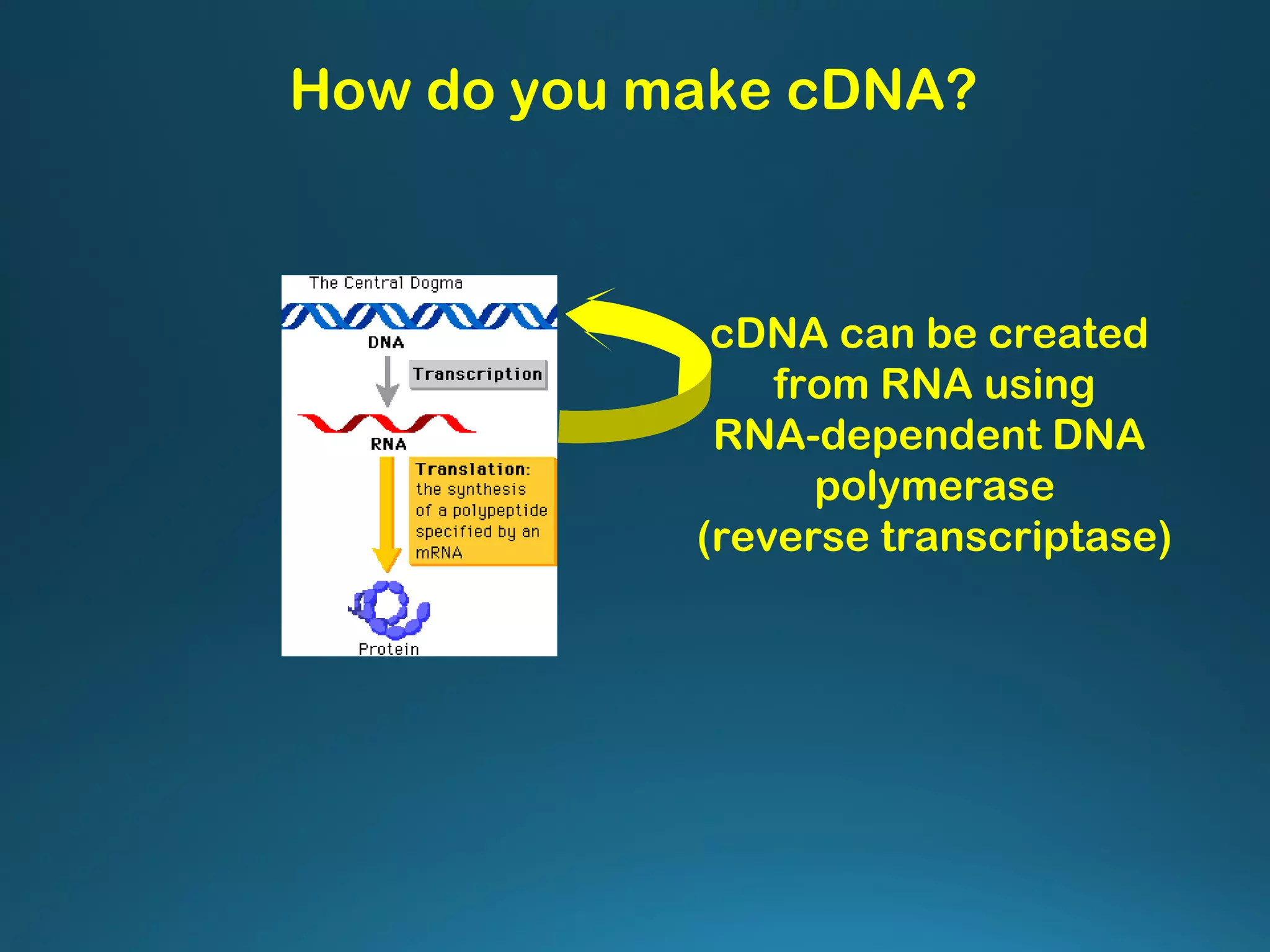 How do you make cDNA?
cDNA can be created
from RNA using
RNA-dependent DNA
polymerase
(reverse transcriptase)
 