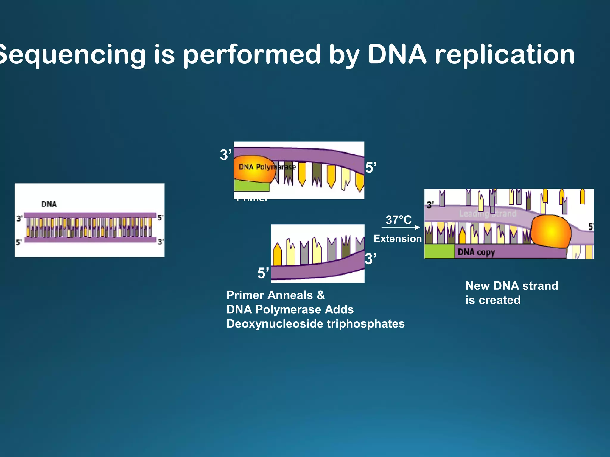 Primer
3’
5’
5’
3’
Primer Anneals &
DNA Polymerase Adds
Deoxynucleoside triphosphates
37°C
Extension
New DNA strand
is created
Sequencing is performed by DNA replication
 